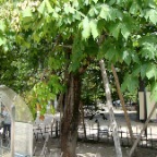 Árbol sobreviviente