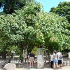Árbol sobreviviente