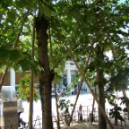 Árbol sobreviviente