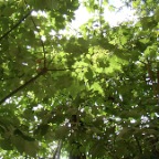 Árbol sobreviviente